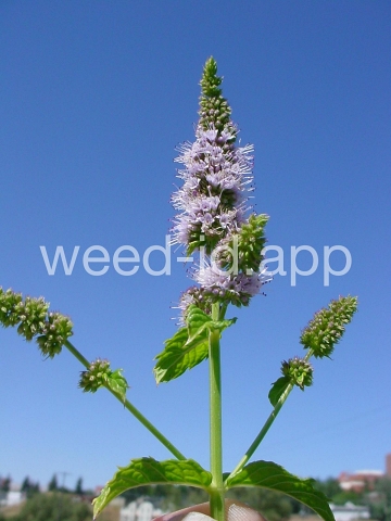 spearmint